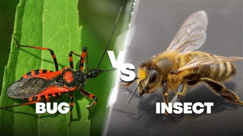 Identifying a Bug vs Insect .